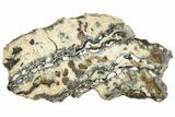 Mammoth Molar Slice with Case - South Carolina #207570-1